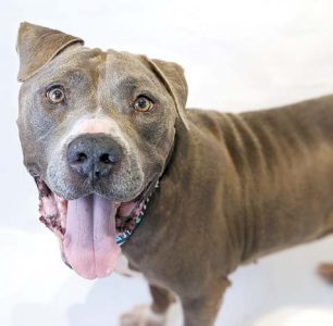 Pet of the Week
